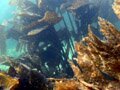 Plong&eacute;e Bretagne-bapt&ecirc;me de plong&eacute;e